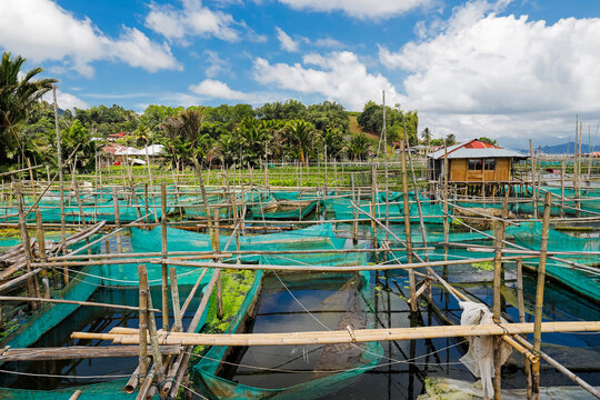 Bamboo and net fish cage farming on this large lake that suffers from climate change heat, pollutants and reduced oxygen, Lake Tondano, Minahasa, North Sulawesi, Indonesia