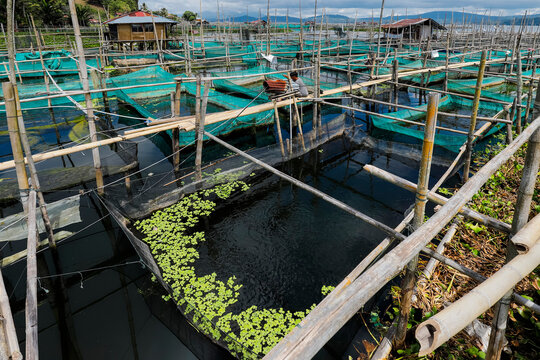 Bamboo and net fish cage farming on this large lake that suffers from climate change heat, pollutants and reduced oxygen, Lake Tondano, Minahasa, North Sulawesi, Indonesia