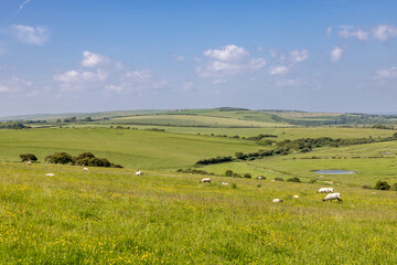 Sheep grazing in rural Sussex on a sunny early summer's day