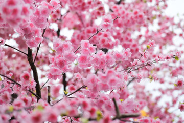 A large tree with pink flowers