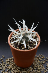 Tephrocactus Articulatus, non-flowering cactus, paper prickle cactus