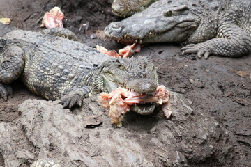 Obraz premium Crocodiles in zoos are amphibians.