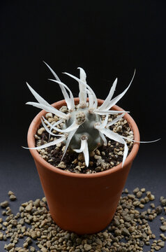Tephrocactus Articulatus, non-flowering cactus, paper prickle cactus
