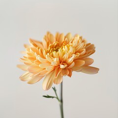 flower Photography, Chrysanthemum boreale, Close up view, Isolated on white Background