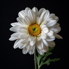 flower Photography, Chrysanthemum boreale copy space on right, Isolated on black Background