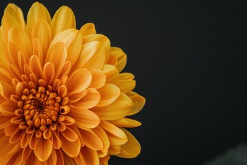flower Photography, Chrysanthemum japonense, copy space on right, Close up view, Isolated on black Background