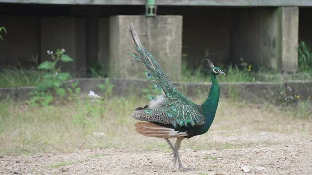 View of peacock at Ngwenya-Eswatini, Ngwenya, Mbabane, Eswatini, Africa