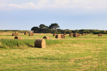 Landschaft auf Hiddensee