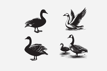 Accipitriformes - Birds of prey like hawks and