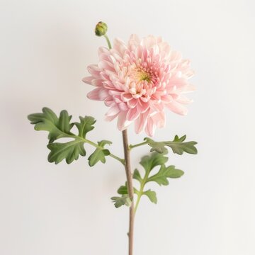 flower Photography, Chrysanthemum segetum copy space on right, Isolated on white Background