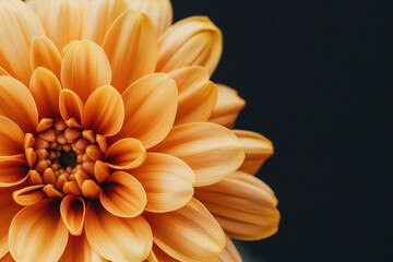 Fototapeta premium flower Photography, Chrysanthemum segetum, copy space on right, Close up view, Isolated on black Background