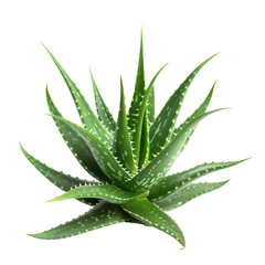 Close-up image of an aloe vera plant