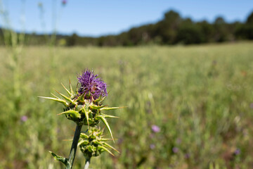 Isolated Thistle with a purple flower against a background of meadow, blue sky, and with copy space.