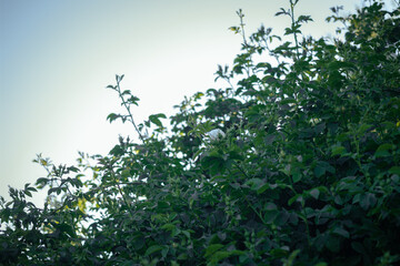 Bush white blooming rose Growing A lot of beautiful flowers