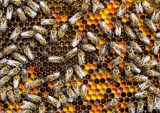 Queen bee and bees. 
Queen bee the mistress of the colony of bees.

