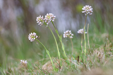 Thlaspi caerulescens, also called Noccaea caerulescens, commonly known as Alpine Pennycress or Alpine pennygrass, wild spring flower from Finland