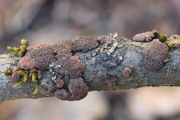 Hypoxylon multiforme, also called  Jackrogersella multiformis, commonly known as the birch woodwart, fungus from Finland