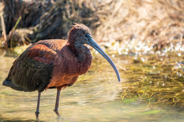 The glossy ibis, latin name Plegadis falcinellus, searching for food in the shallow lagoon.