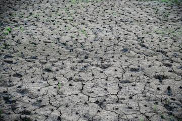 Dry Cracked Earth with Sparse Vegetation