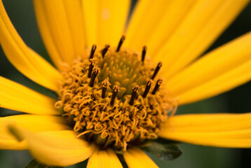 Yellow flower isolated on a blurred background  in the garden