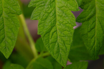Close up of tomato green leaf