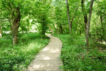 The wood boardwalk trail in the forest on a spring day.