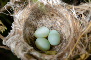bird nest on tree branch with three blue eggs. Close up the bird's nest of nature