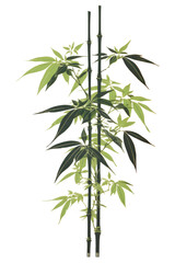 Fototapeta premium PNG Bamboo plant green cannabis.