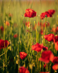 Red poppy field in may in sunset