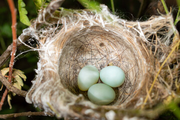 bird nest on tree branch with three blue eggs. Close up the bird's nest of nature