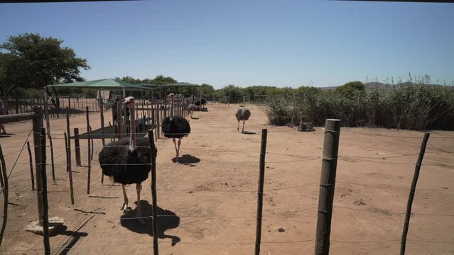 View of Ostriches at Safari Ostrich Farm, Oudtshoorn, Western Cape, South Africa, Africa