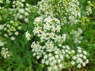 Giersch Aegopodium podagraria in der Natur