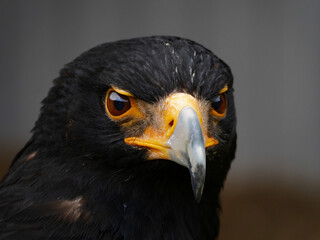 Obraz premium Closeup of a Verreaux's Eagle - Aquila verreauxii.