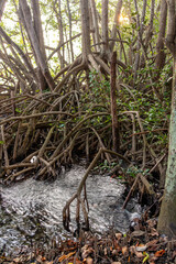 Roots of mangrove trees on lake shore, mangrove forest with spreading and branching roots, ecosystem. Rodrigo de Freitas Lagoon, Rio de Janeiro.