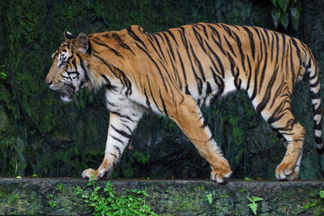 Close up bengal tiger is beautiful animal and dangerous in forest