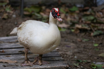 The white duck is rest at farm