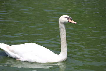 Close up White swan is cute in river