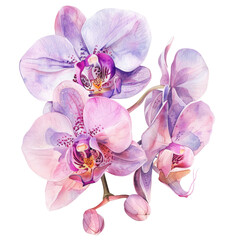 Watercolor drawing of pink orchid flowers.