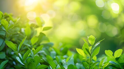 Green Leaves with Bokeh Background