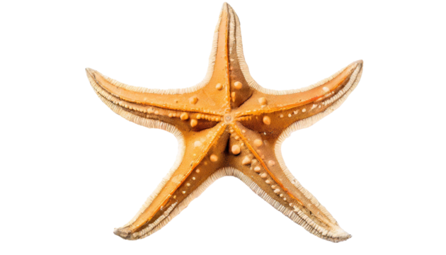 Starfish isolated on transparent or white background