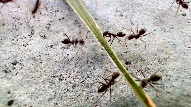 a group of ants on a rough and granular surface. This video is in black and white. This emphasizes the difference between ants and surfaces. It looks like the ants are gathering togethe