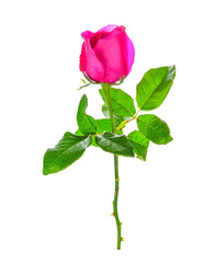 Fototapeta premium Pink rose transparent png