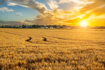 Ripe wheat fields natural landscape at sunset. farmland landscape in farm.