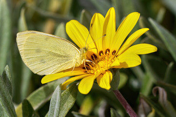 Kleiner Kohlweißling (Pieris rapae) Schmetterling auf gelber Blüte einer Gazanie, Mittagsgold (Gazania rigens) - Arrecife, Lanzarote, Kanarische Inseln