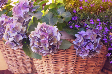 Hortensia flowers in a straw basket. Floristic design. Purple flowers decorates terrace.