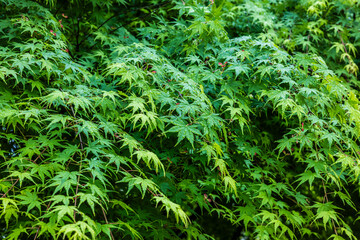 Green leaves natural background after rain. tree leaves in spring.