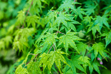 Green leaves natural background after rain. tree leaves in spring.