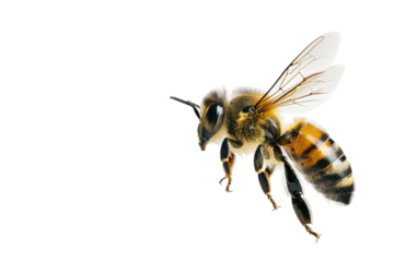 Close-up of a bee in flight with transparent wings extended. The bee is isolated on a transparent background.
