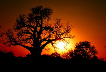 Tree silhouette at sunset