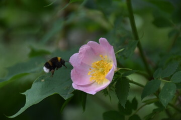 Hummel im Anflug auf Bl&uuml;te